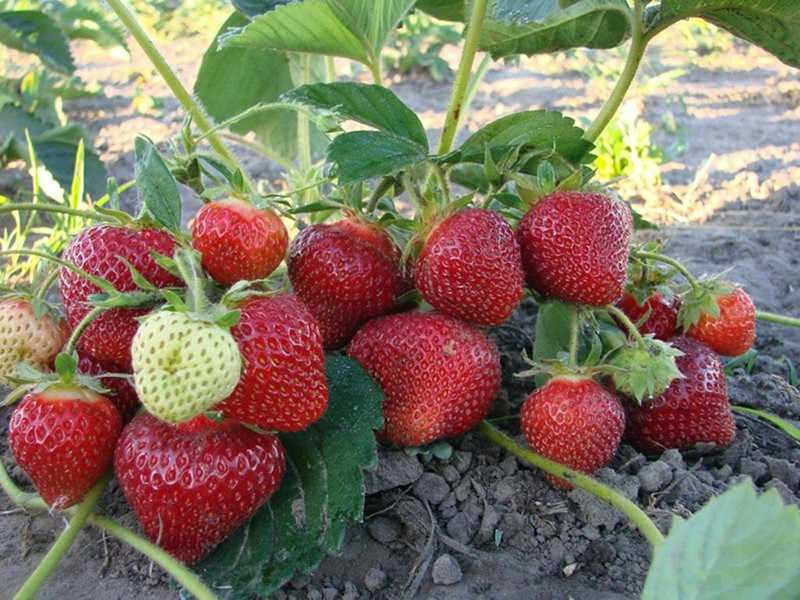 Клубника купить саженцы из питомника в Армавире