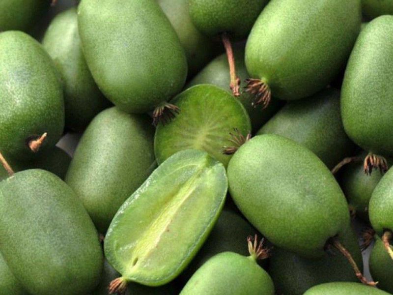 Актинидия купить саженцы из питомнике в Армавире