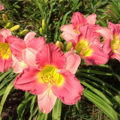 Лилейник "ФАЙНАЛ ТАЧ"