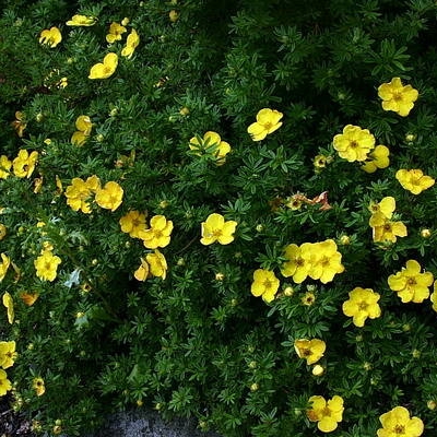 Лапчатка "АННЕТ" (стакан Р9)
