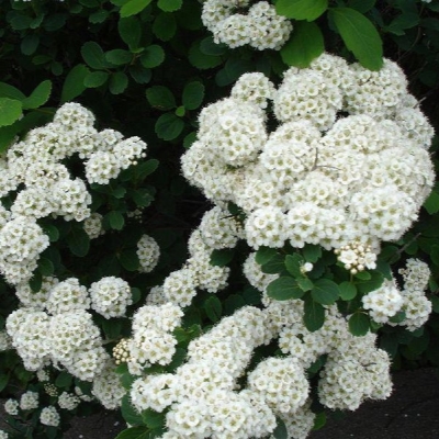 Спирея "АЛЬБИФЛОРА" (стакан Р9)