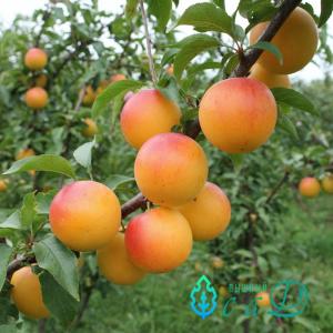 Шарафуга Белла Голд