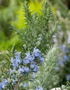 Розмарин Блю Винтер