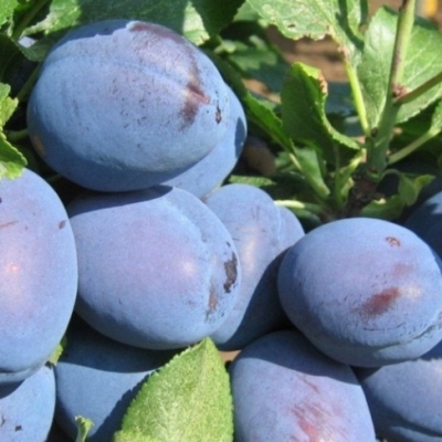 Слива "ТОП ГИГАНТ"